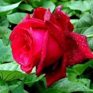 玫瑰花 各種玫瑰花購買 玫瑰花價格