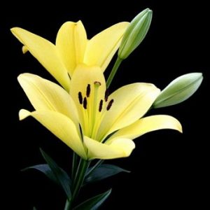 百合花 各種百合花大全 百合花圖片