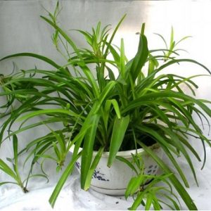 吊蘭 水培吊蘭 金邊吊蘭盆栽