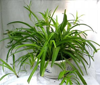 吊蘭 水培吊蘭 金邊吊蘭盆栽