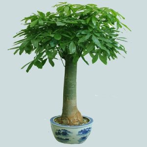 發(fā)財(cái)樹 辮子發(fā)財(cái)樹 水培發(fā)財(cái)樹 發(fā)財(cái)樹盆栽