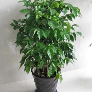 幸福樹(shù) 大盆幸福樹(shù) 幸福樹(shù)盆栽 水培幸福樹(shù)