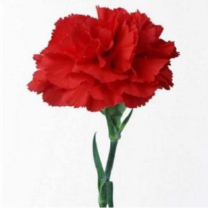 康乃馨 自選康乃馨購買 康乃馨圖片