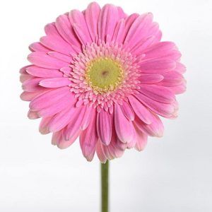 扶郎花 非洲菊 幸福花 圖片顏色大全