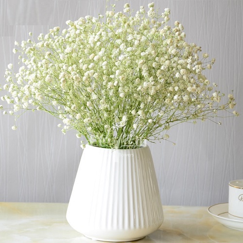 滿天星 干花滿天星 七彩滿天星圖片 滿天星價格