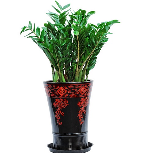 金錢樹 盆栽金錢樹 水培金錢樹