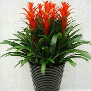 鴻運當頭 盆栽鴻運當頭 水培鴻運當頭