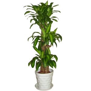 巴西木 巴西木盆栽 巴西木水培