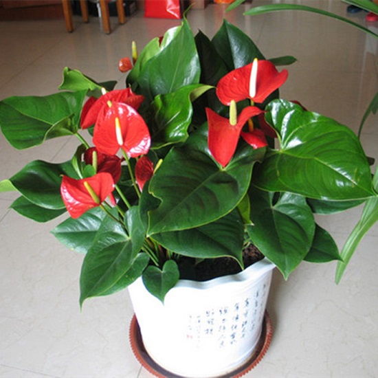 紅掌盆栽 火鶴花盆栽 紅掌水培