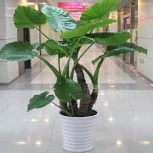 滴水觀音盆栽 滴水觀音水培 滴水觀音盆景