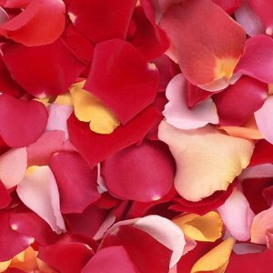 花瓣 新鮮花瓣 玫瑰花瓣 泡腳洗澡花瓣 婚慶花瓣