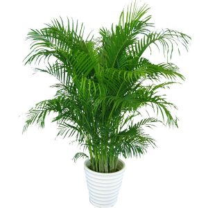 散尾葵 盆栽散尾葵 散尾葵盆景