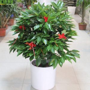 平安樹(shù) 盆栽平安樹(shù) 平安樹(shù)盆景