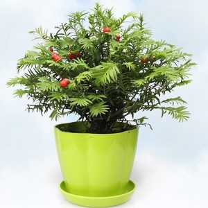 紅豆杉 盆栽紅豆杉 紅豆杉盆景 紅豆杉圖片大全