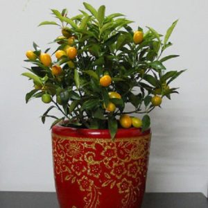 金桔樹 金桔樹盆栽 金桔樹盆景 金桔樹圖片