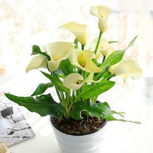 盆栽馬蹄蓮 馬蹄蓮盆景 馬蹄蓮養殖