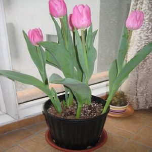 郁金香盆栽 水培郁金香 盆栽郁金香圖片