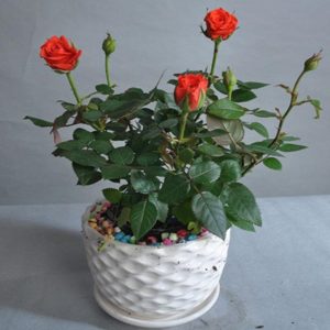 賣月季花 月季花銷售 盆栽月季花 月季花價格