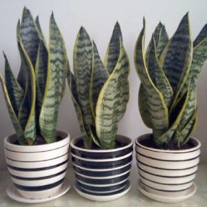 虎皮蘭 虎尾蘭 虎皮蘭盆栽 虎皮蘭水培 虎皮蘭盆景