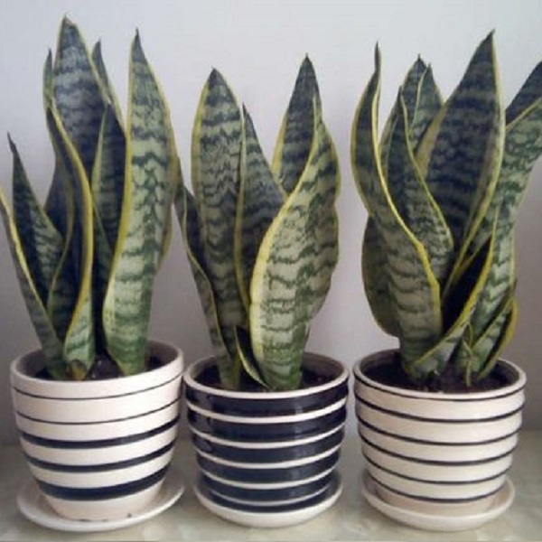 虎皮蘭 虎尾蘭 虎皮蘭盆栽 虎皮蘭水培 虎皮蘭盆景