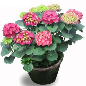 繡球花 盆栽繡球花 銷售繡球花批發價格