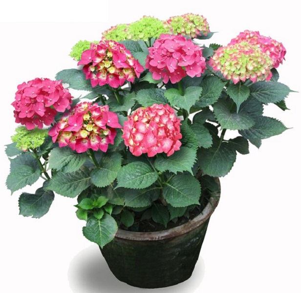 繡球花 盆栽繡球花 銷售繡球花批發(fā)價格