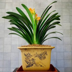 君子蘭 水培君子蘭 君子蘭盆栽 君子蘭價格