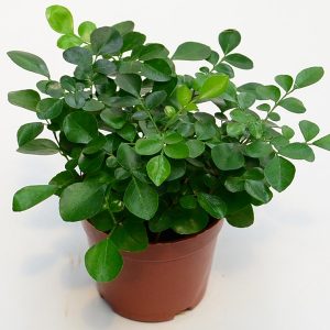 九里香 九里香盆栽 九里香盆景 九里香價(jià)格