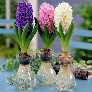 水培風信子 盆栽風信子 風信子種球