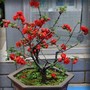 海棠花 海棠花盆栽 海棠花盆景