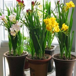 2023年宵花、新年花卉、春節(jié)花卉