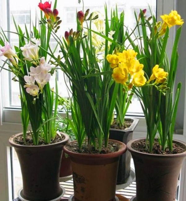 2023年宵花、新年花卉、春節花卉