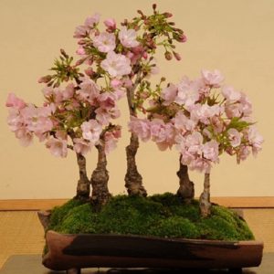 文竹盆景 黃楊盆景 榆樹盆景 榕樹盆景 盆景花卉