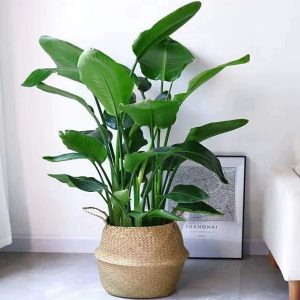 天堂鳥(niǎo) 水培天堂鳥(niǎo) 盆栽天堂鳥(niǎo)組合